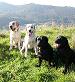 labradors