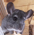Chichinaute
