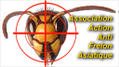 Le Frelon Asiatique Avatar-blog-1079481842-tmpphpG233Vo