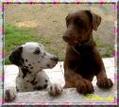 dalma-dog