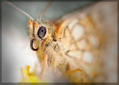 Insectes, tout simplement.