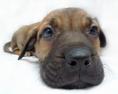 LIFE THE DOG