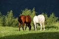 holihorse