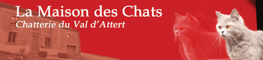 comment savoir le sexe d un chaton