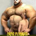 GORDITOS VELLUDOS gorditos velludos: