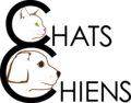 Chats et chiens du bled