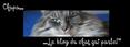 Chupa, le chat qui parle
